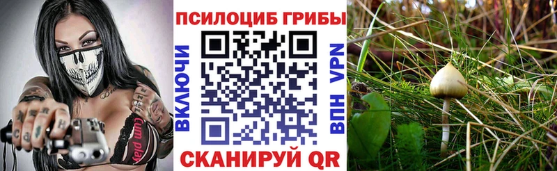 Галлюциногенные грибы Cubensis  цена   Горно-Алтайск 